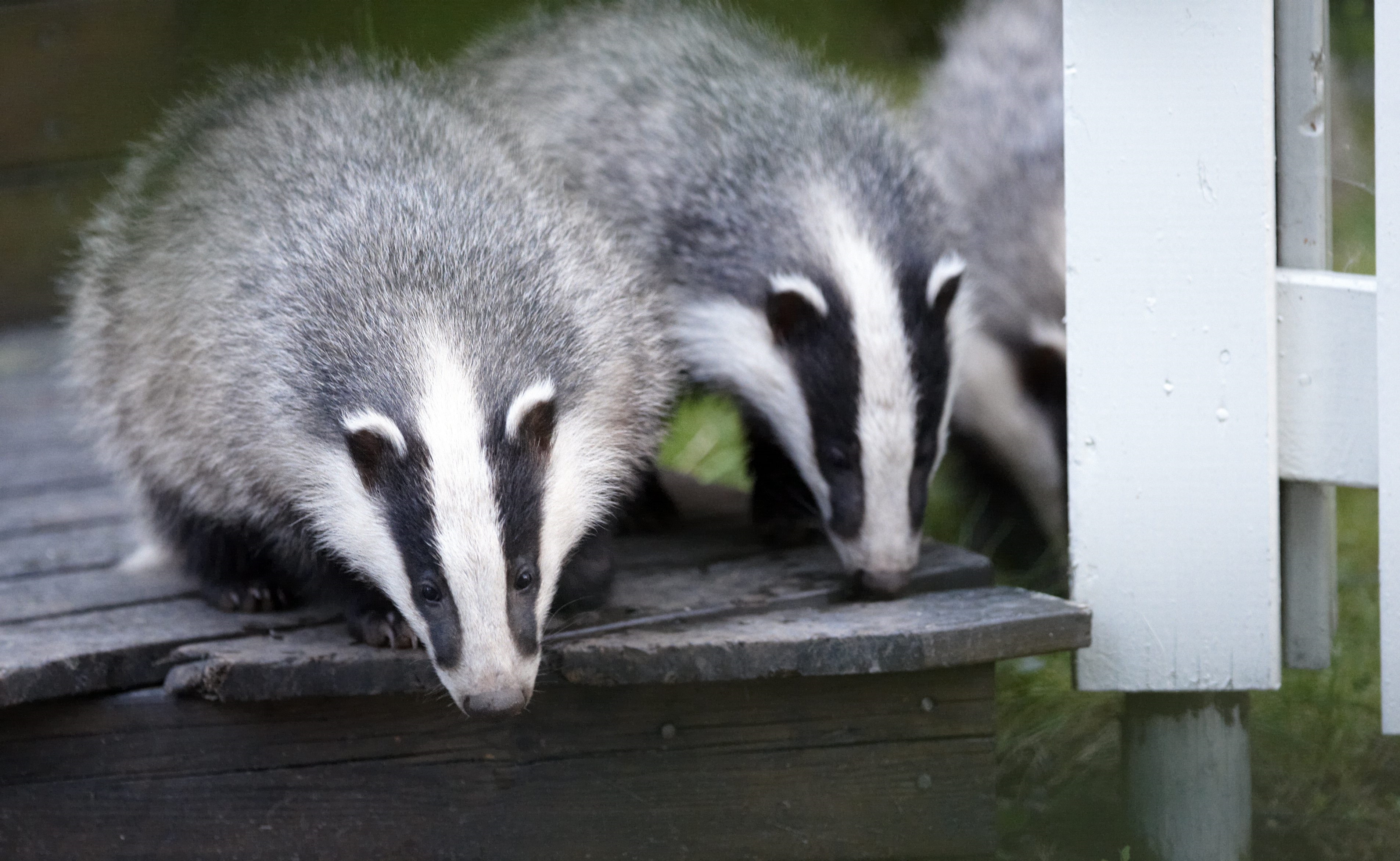 Når man får grevling under gulvet. Eller i hagen.