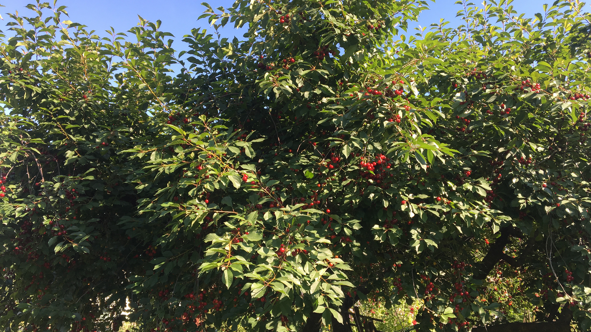 Vi dyrker i hovedsak to typer kirsebær i Norge; surkirsebær og søtkirsebær (også kalt moreller), og de har forskjellige egenskaper.
