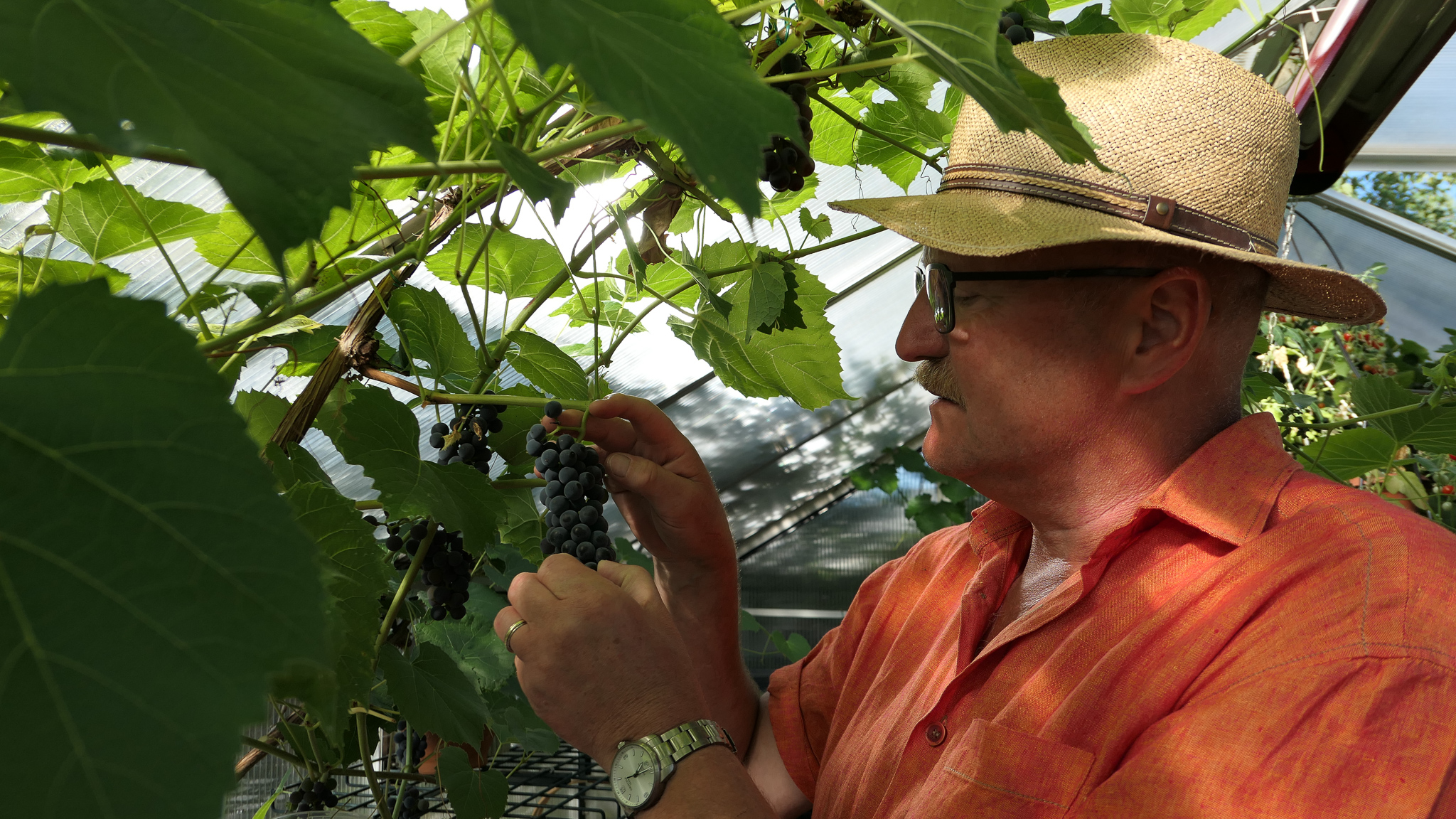 Høst i hagen er også synonymt med å høste fra hagen. I et drivhus kan du til og med få vindruer til å modnes.