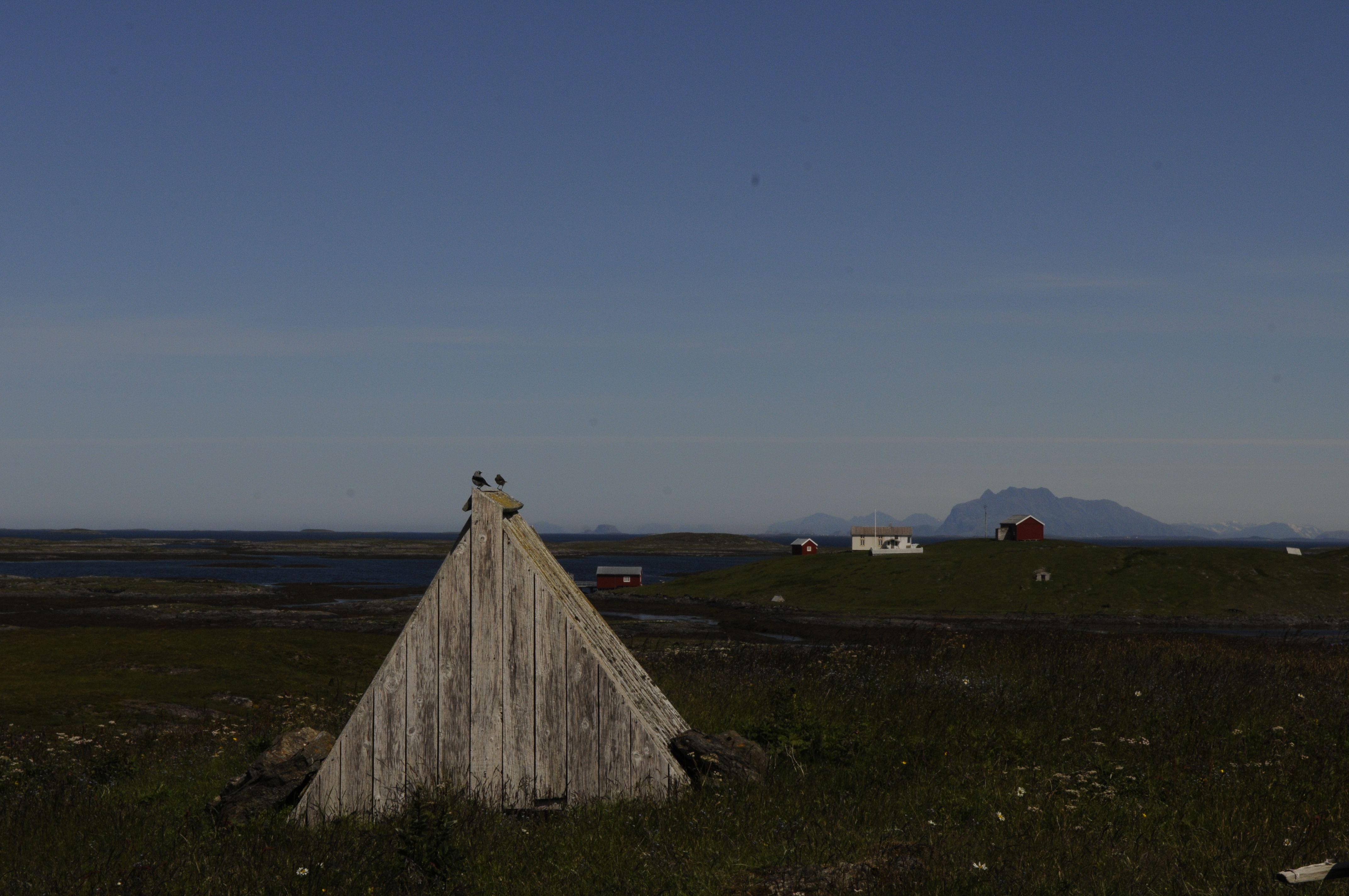 &AElig;rfuglen foretrekker hus med tak, og slike hus har Snedrid Jakobsen bygget mange av.