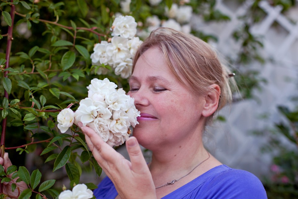 Noen roser ser ut som epleblomster. og de er faktisk i slekt.