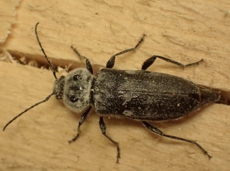 Husbukken legger egg i treverket, og det er larvene som spiser treverket