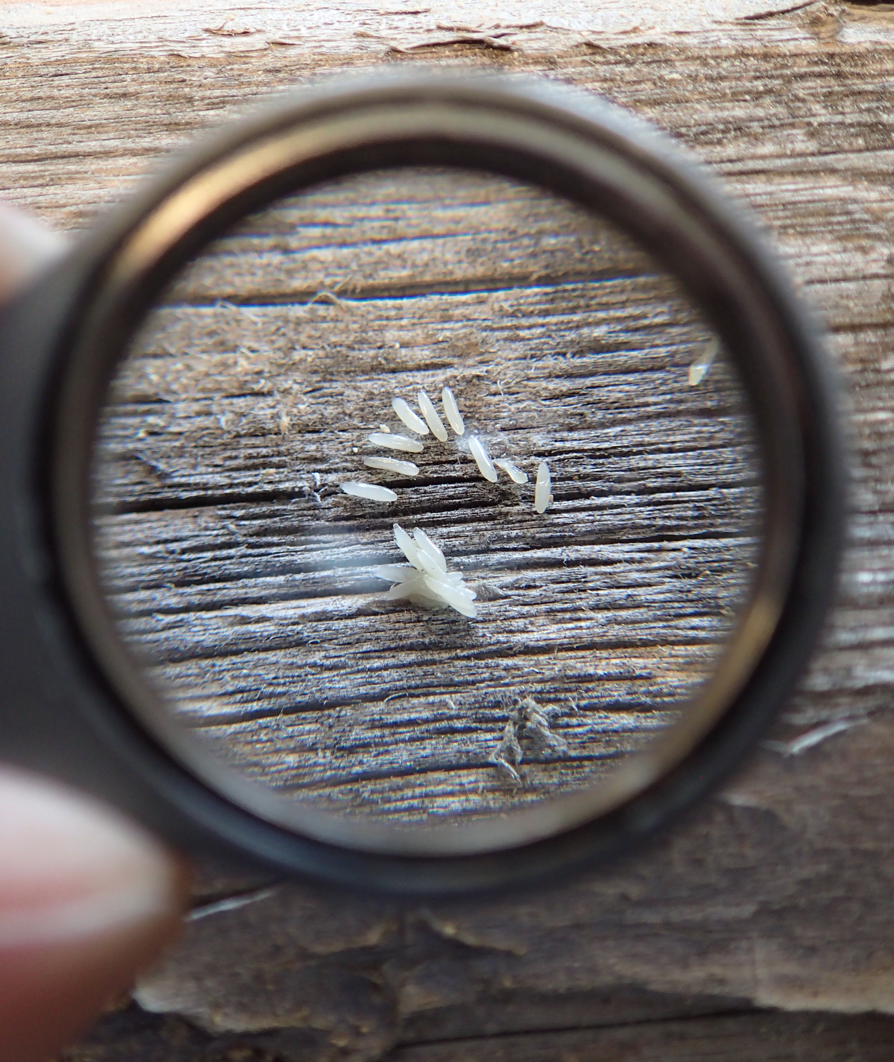 Husbukkegg er et par millimeter store. Foto:Mycoteam