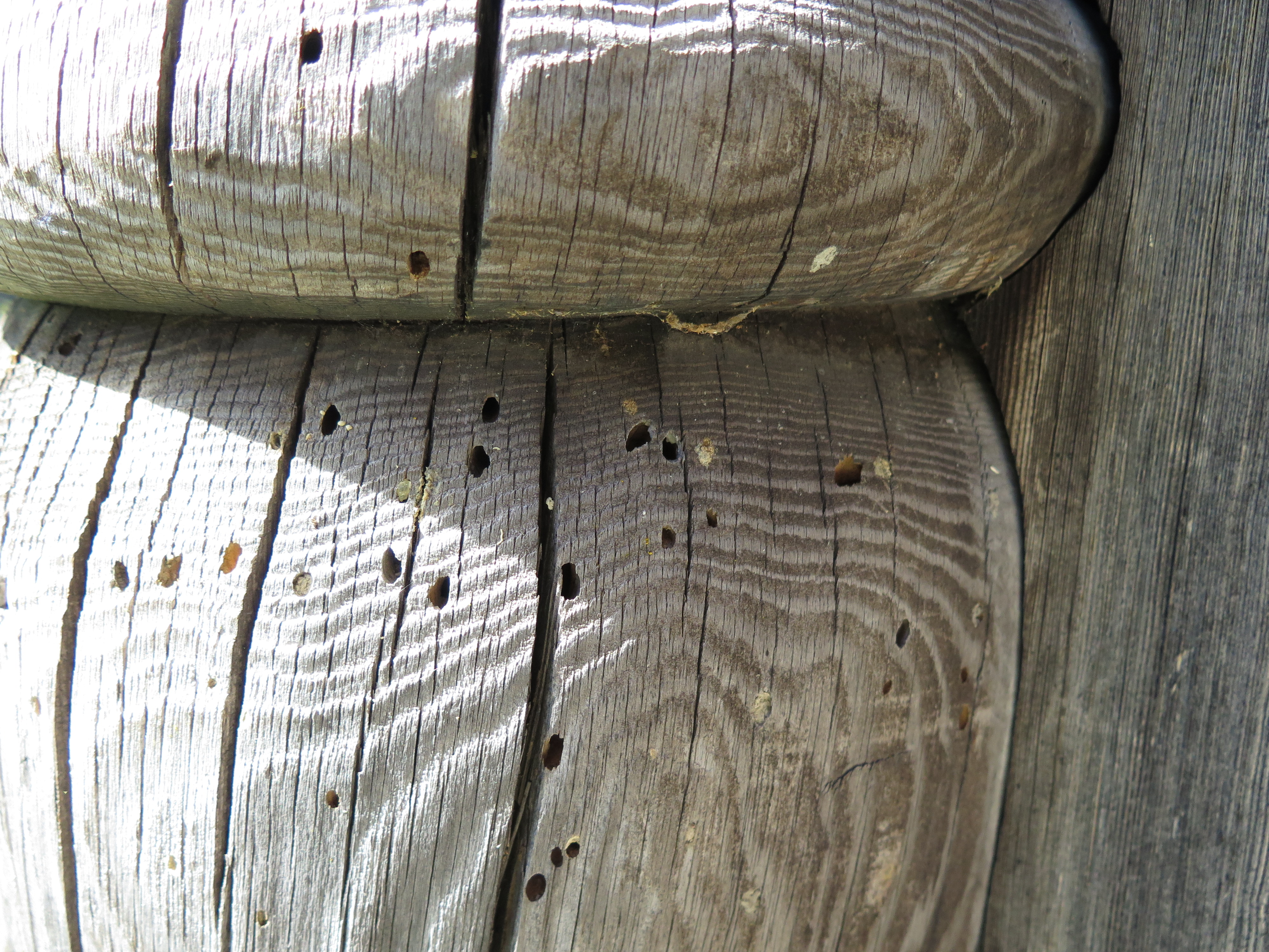 Utflygningshull for husbukk. Foto: Mycoteam