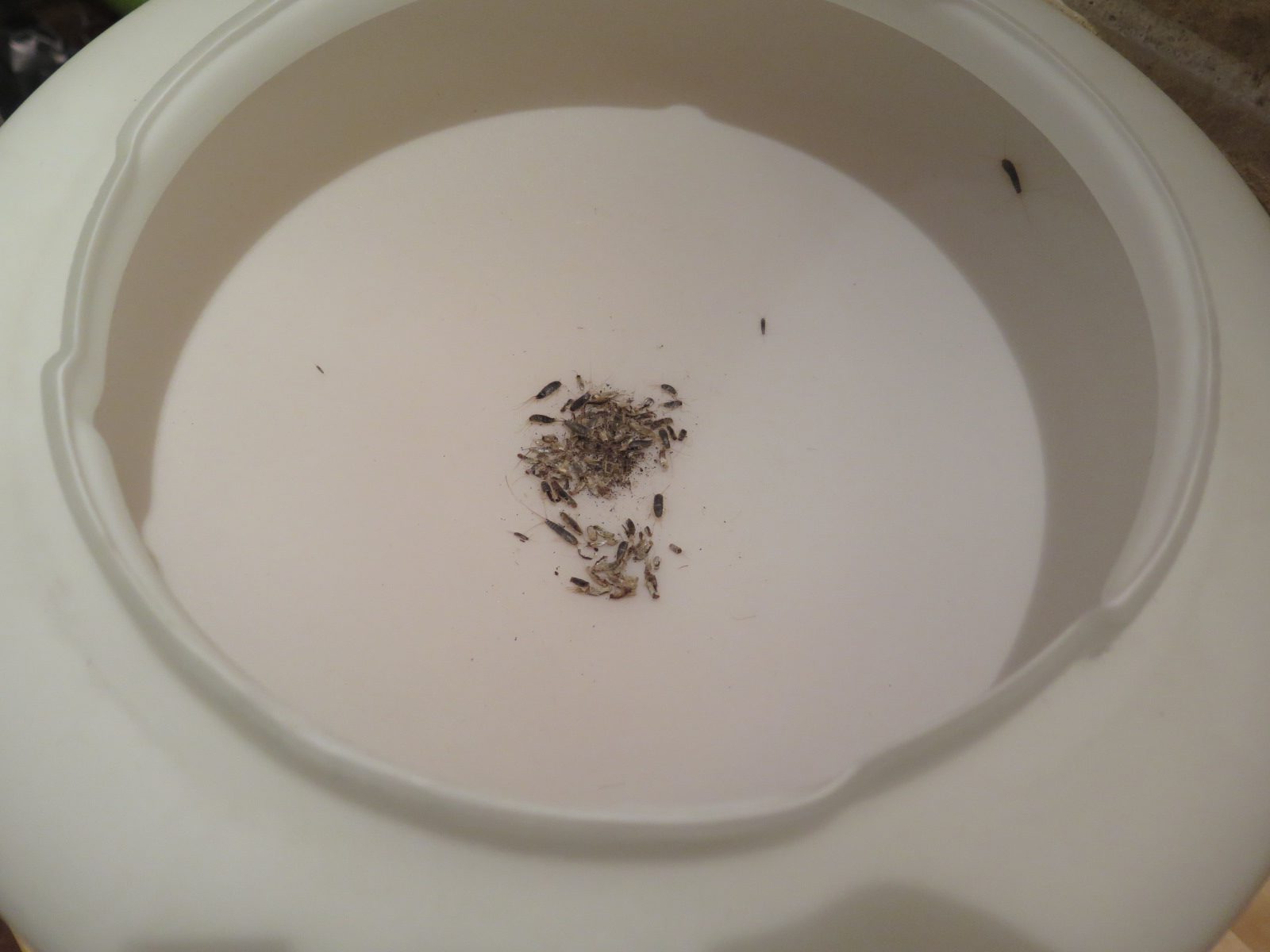 Skjeggkre i taklampen