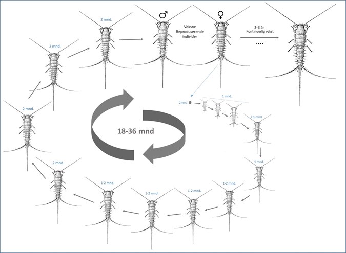 UTVIKLING: Slik ser utviklingsstadiene til skjeggkreet ut. FHI