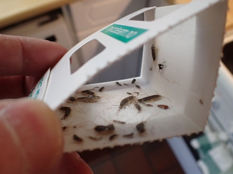 Skjeggkre har spredt seg i rekordfart i norske boliger de seneste årene. 