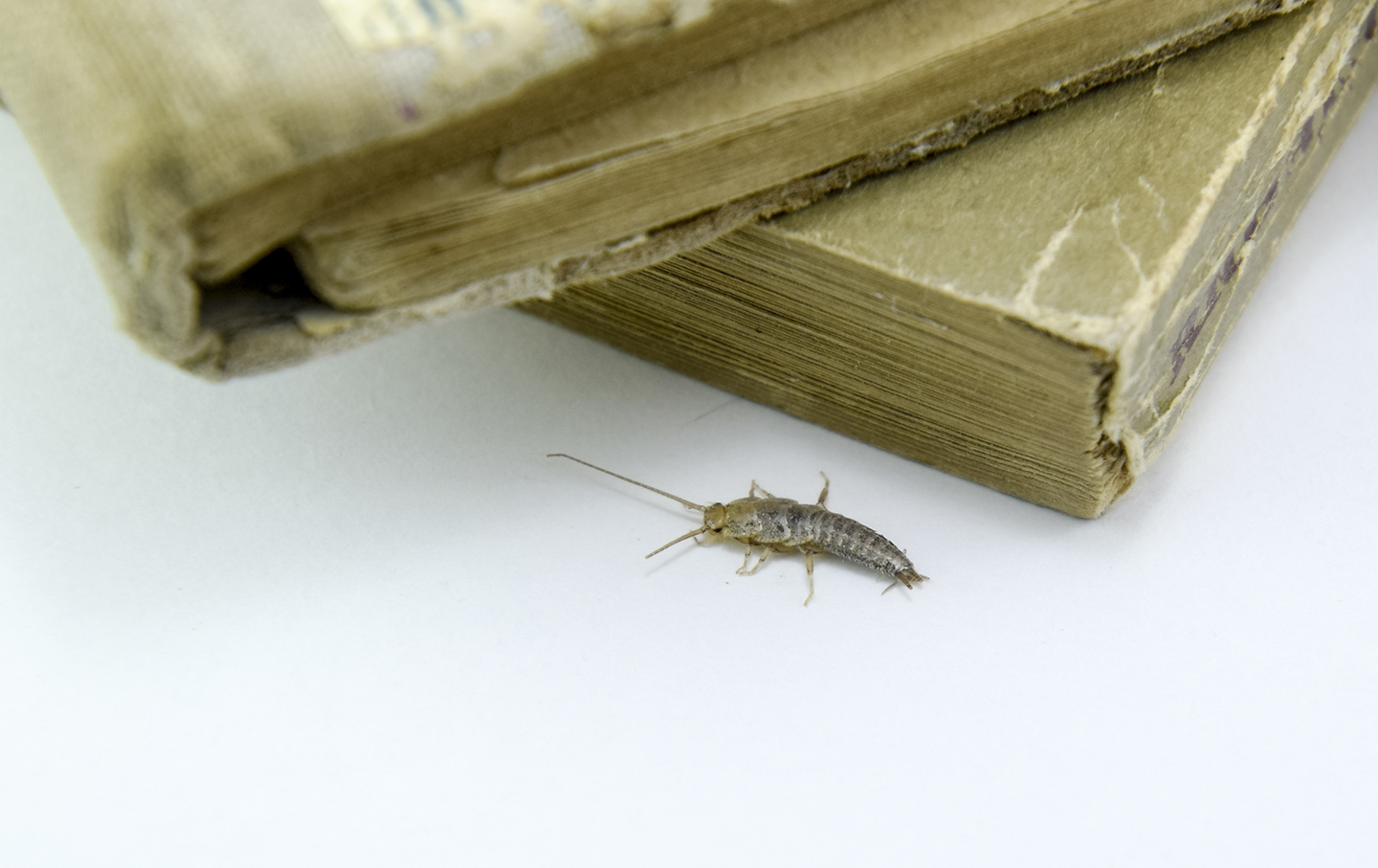 Mange synes sølvkre er ekle og ønsker å bli kvitt krypene. 