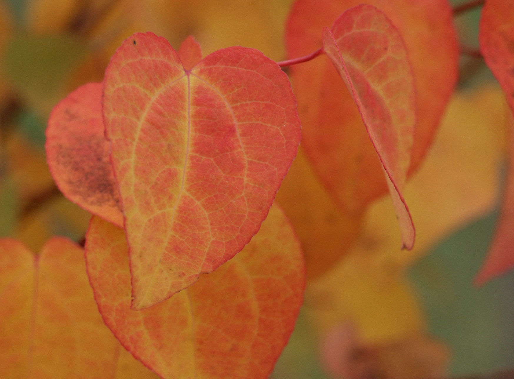 Hjertetre. Foto: Jorun Hovind