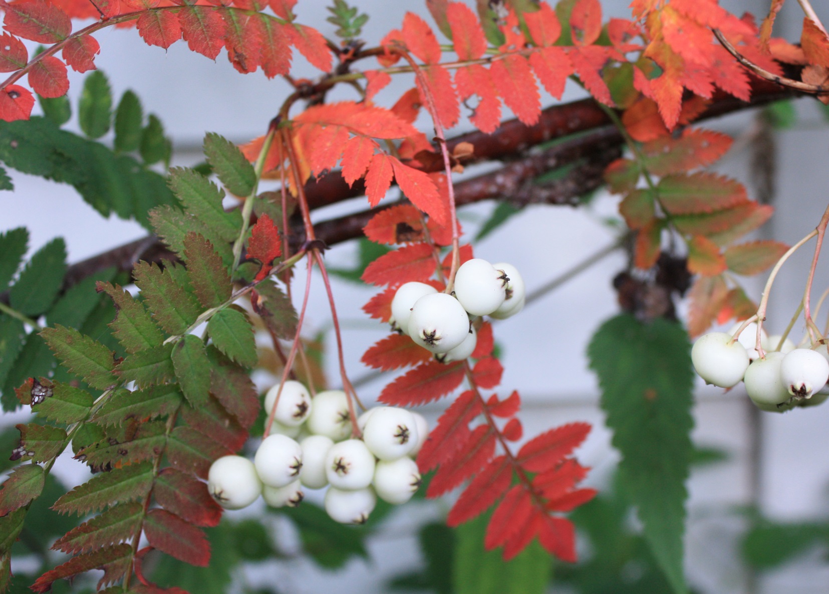 Hvitrogn. Foto: Renate Nyrud - E plant