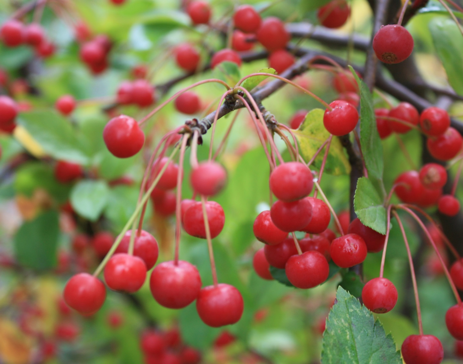 Sargenteple. Foto: Renate Nyrud - E plant