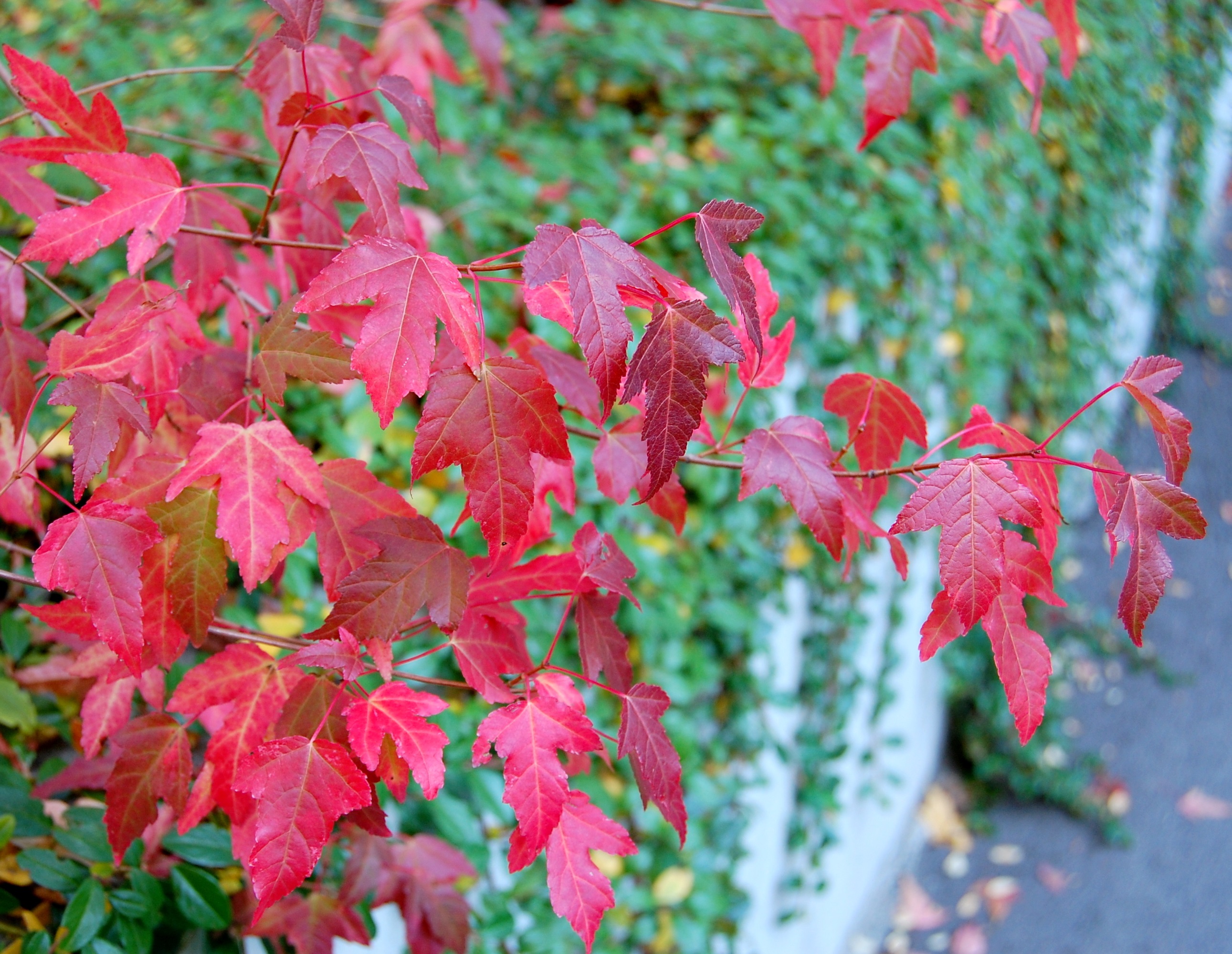 Sibirl&oslash;nn. Foto: OBP