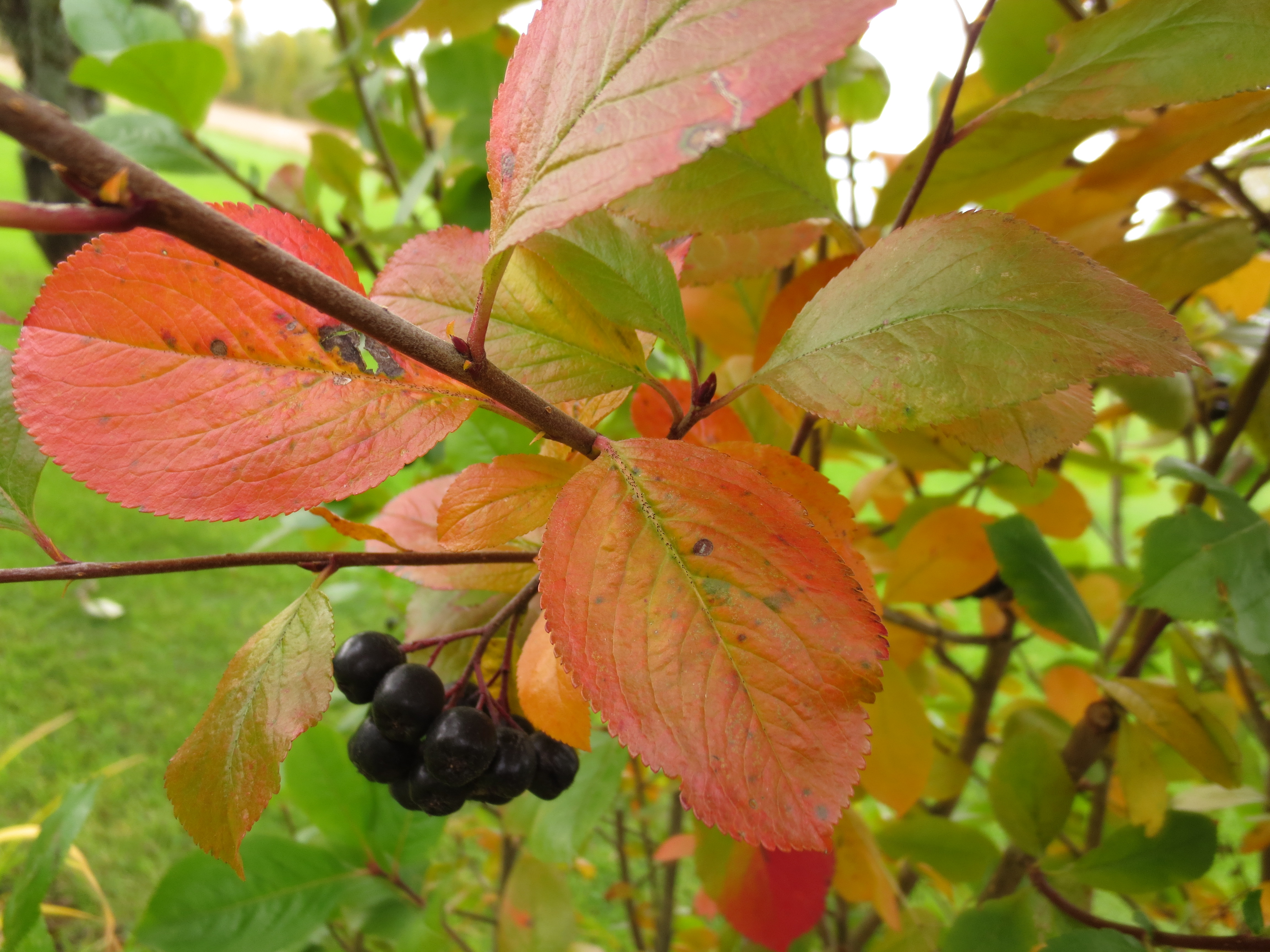 Svartsurb&aelig;r. Foto: OBP