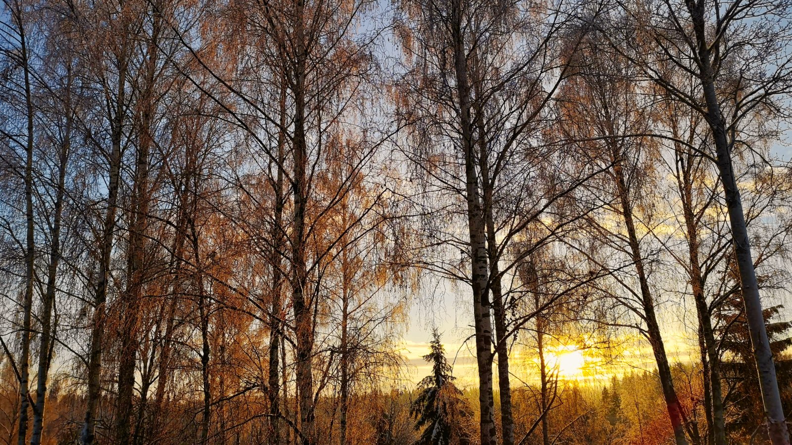 Trær på naboenes tomt kan du be om at kappes. Men ikke gjøre det selv!