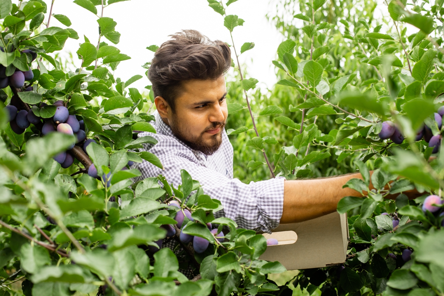 Jo færre plommer du har på treet, desto søtere blir de.