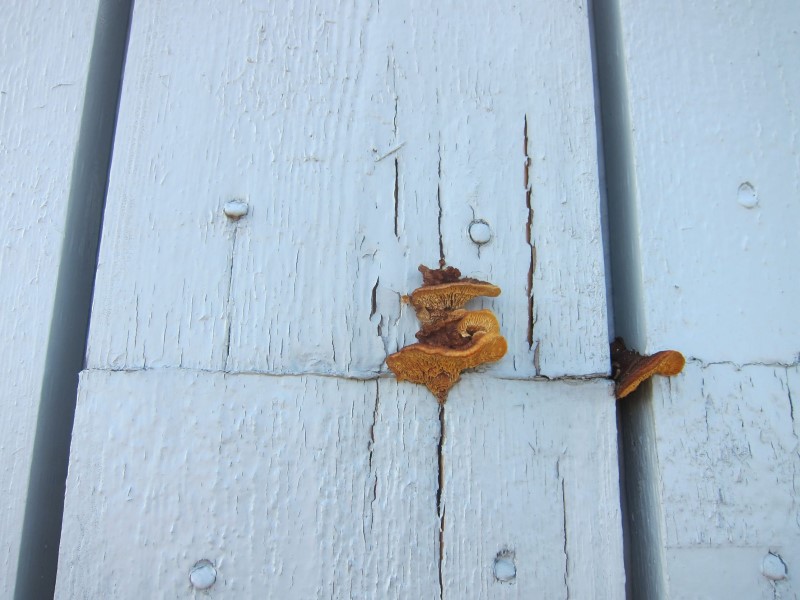 Sopp på veggen uten takutspring