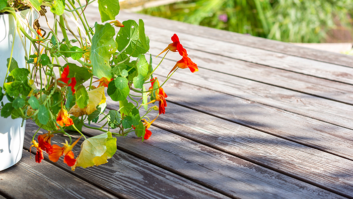 SKJOLDER: Treverket suger beisen ujevnt. 