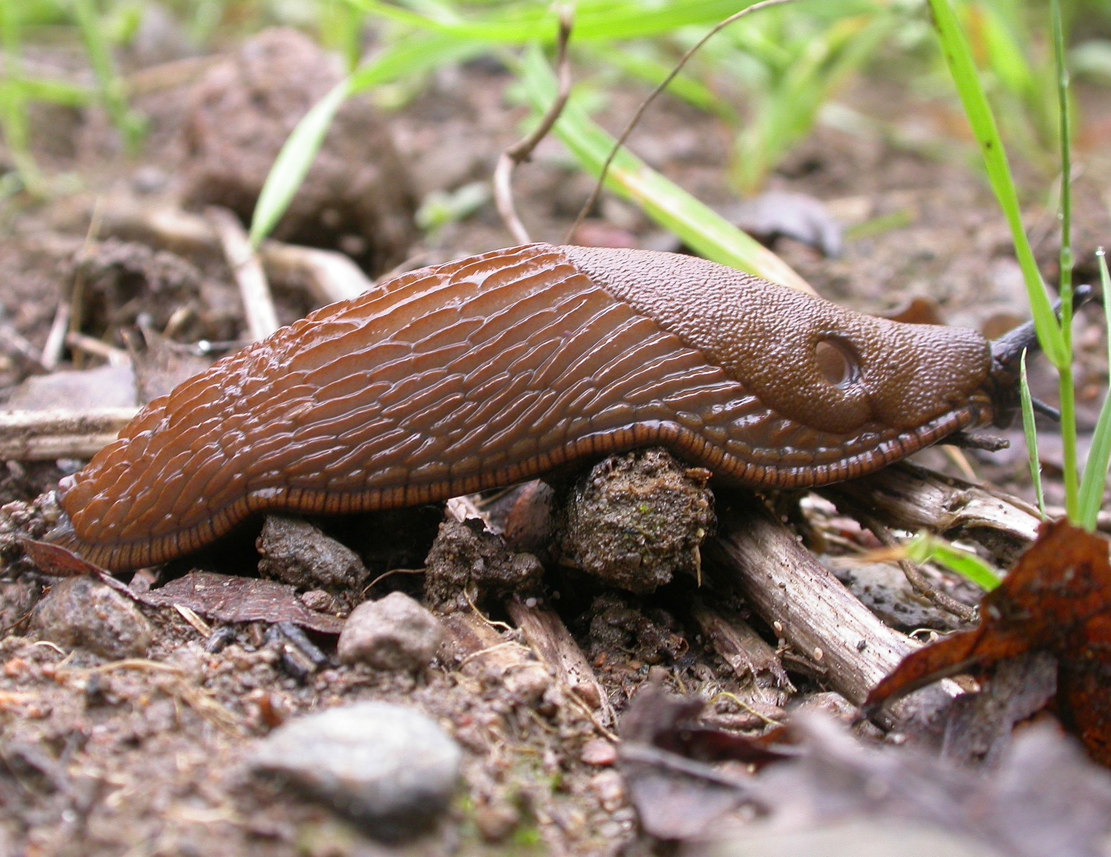 Brunseglen er vanskelig å bli kvitt