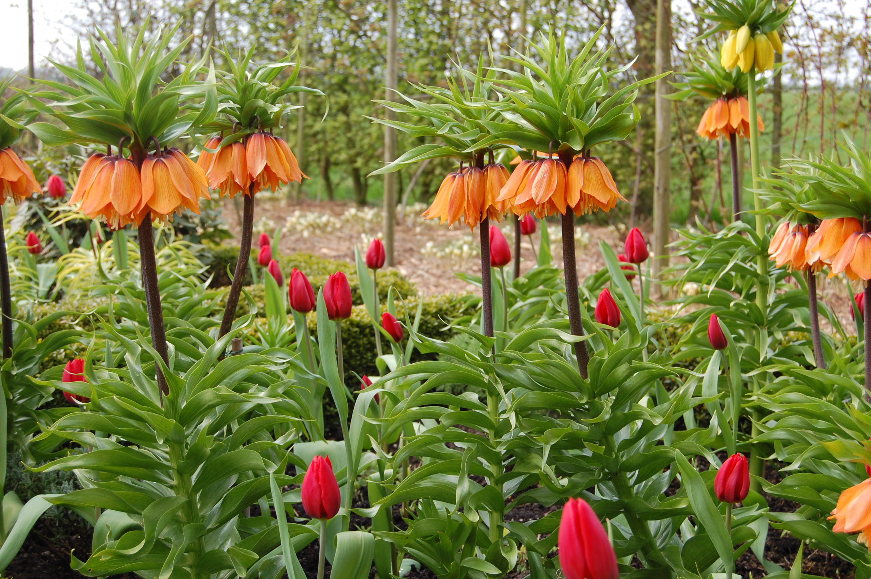 Keiserkrone og tulipaner i skjønne forening. Foto: OBP