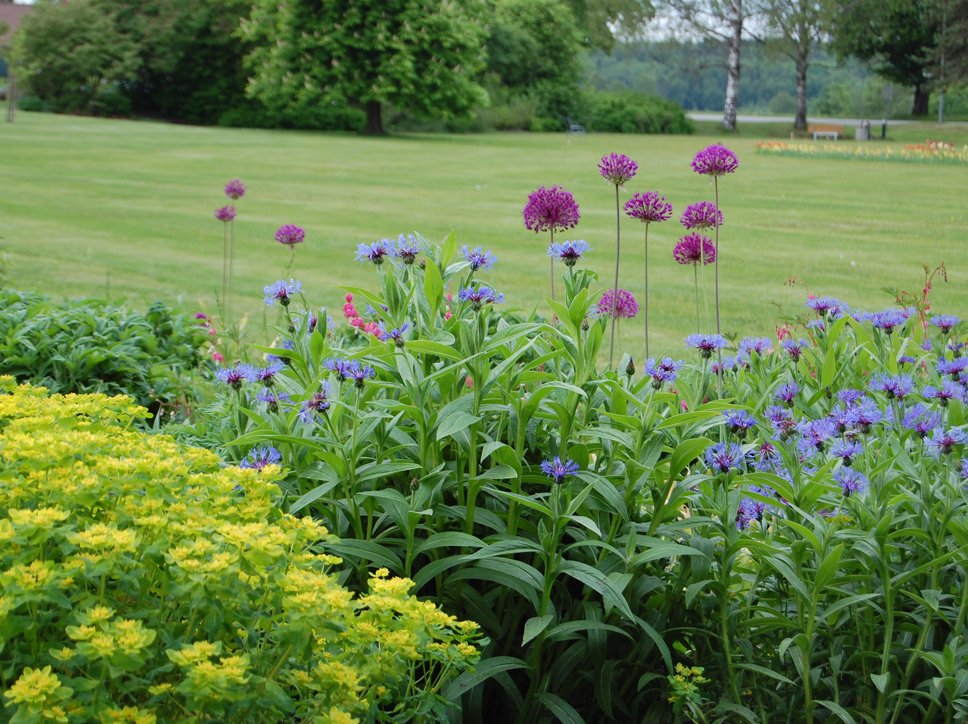 Knoppurt og Allium. Foto: OBP