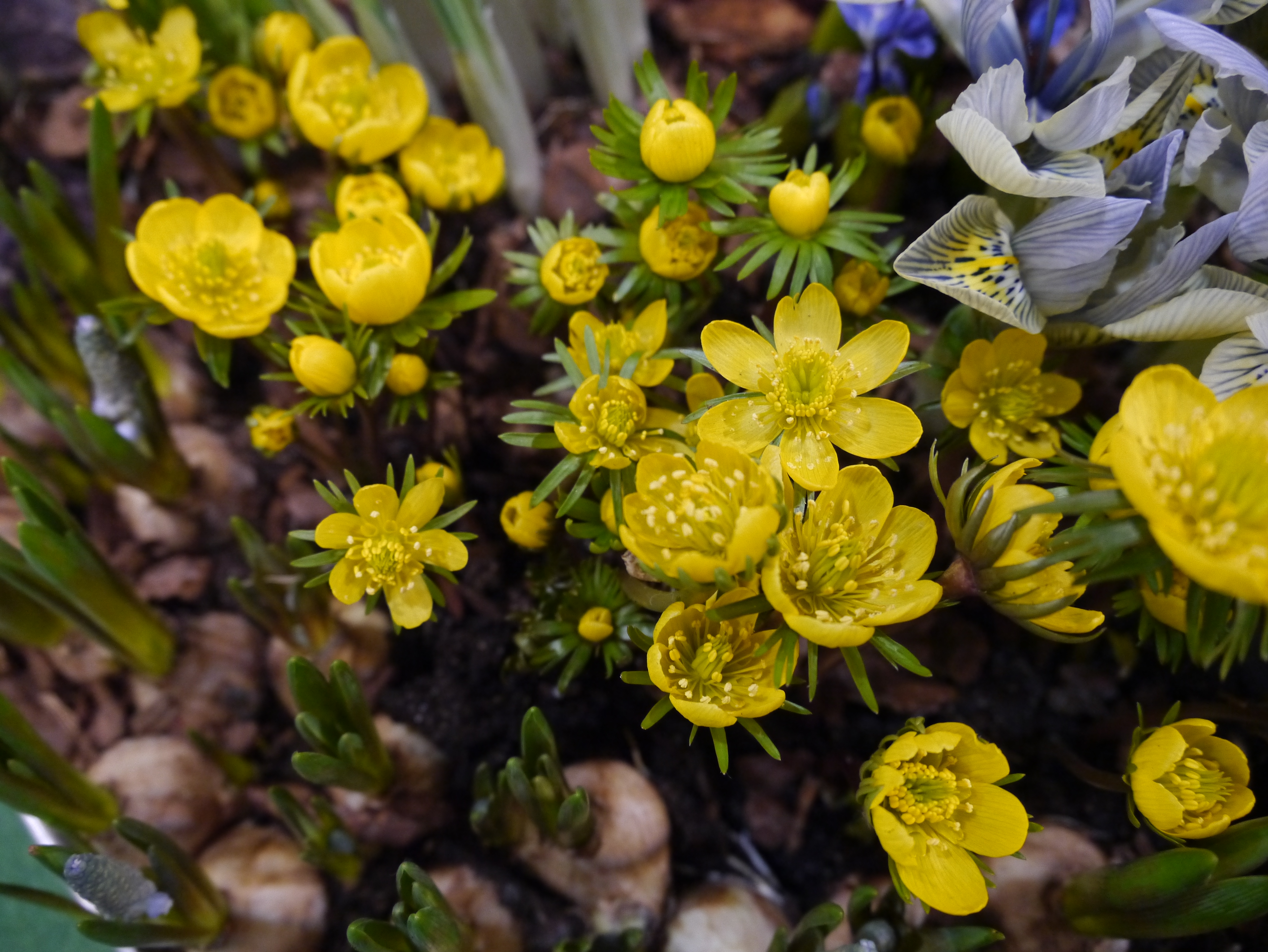 Vinterblomsten kommer med solen. Foto: OBP