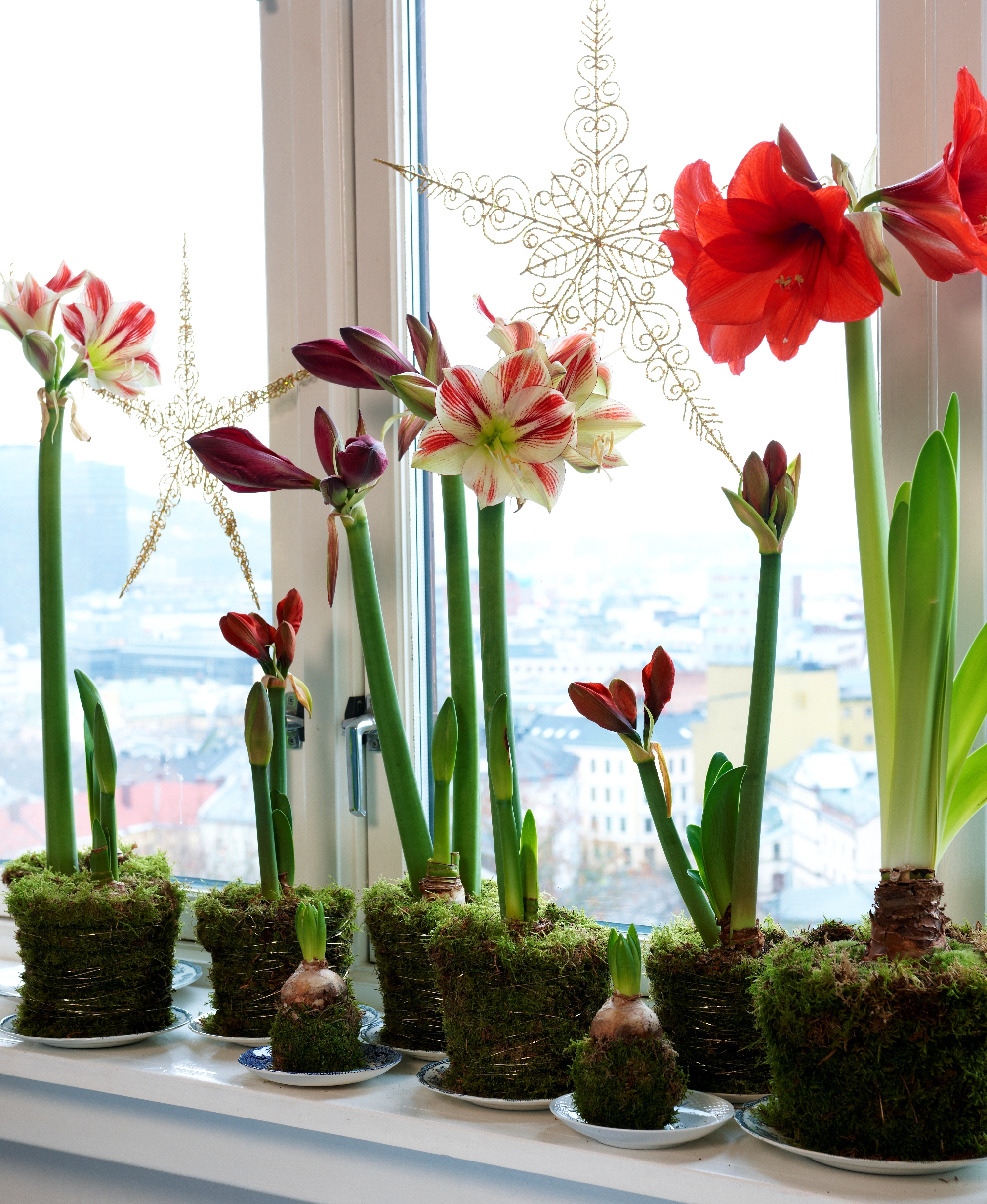 Amaryllis
