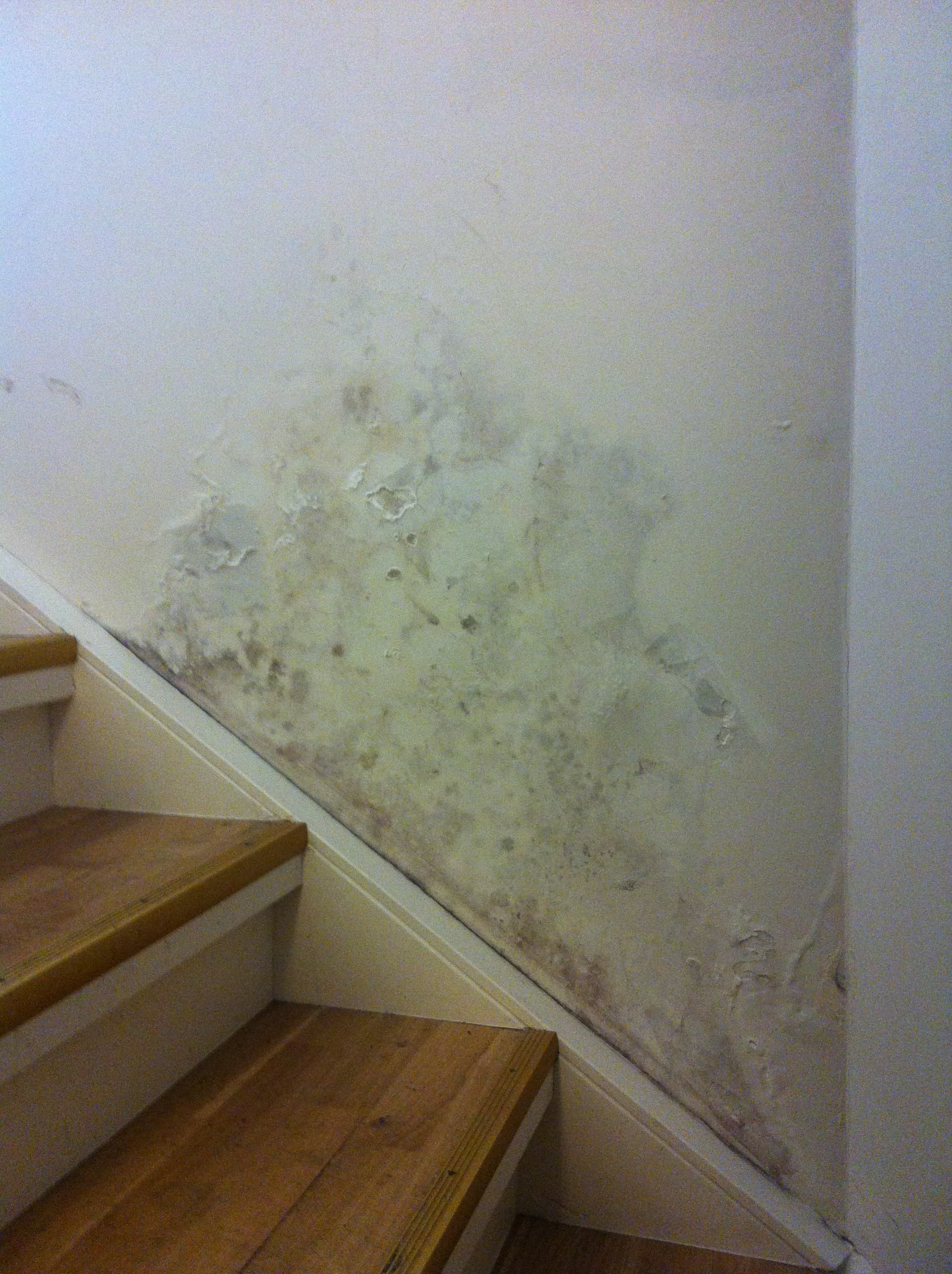 Ikke vent med å utbedre fuktskader, det kan bli dyrt både for helsa og for lommeboken Foto: Nina Granlund Sæther