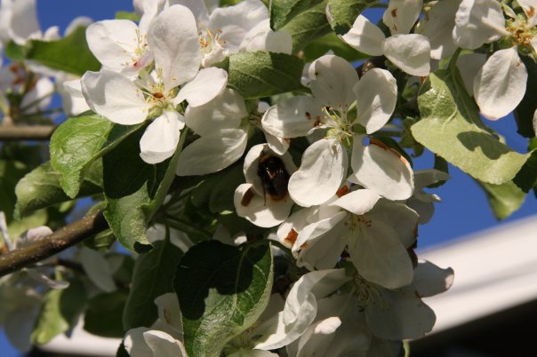 Humla sanker nektar i epletreet. Foto: Kari Gjertrud Dølgaard