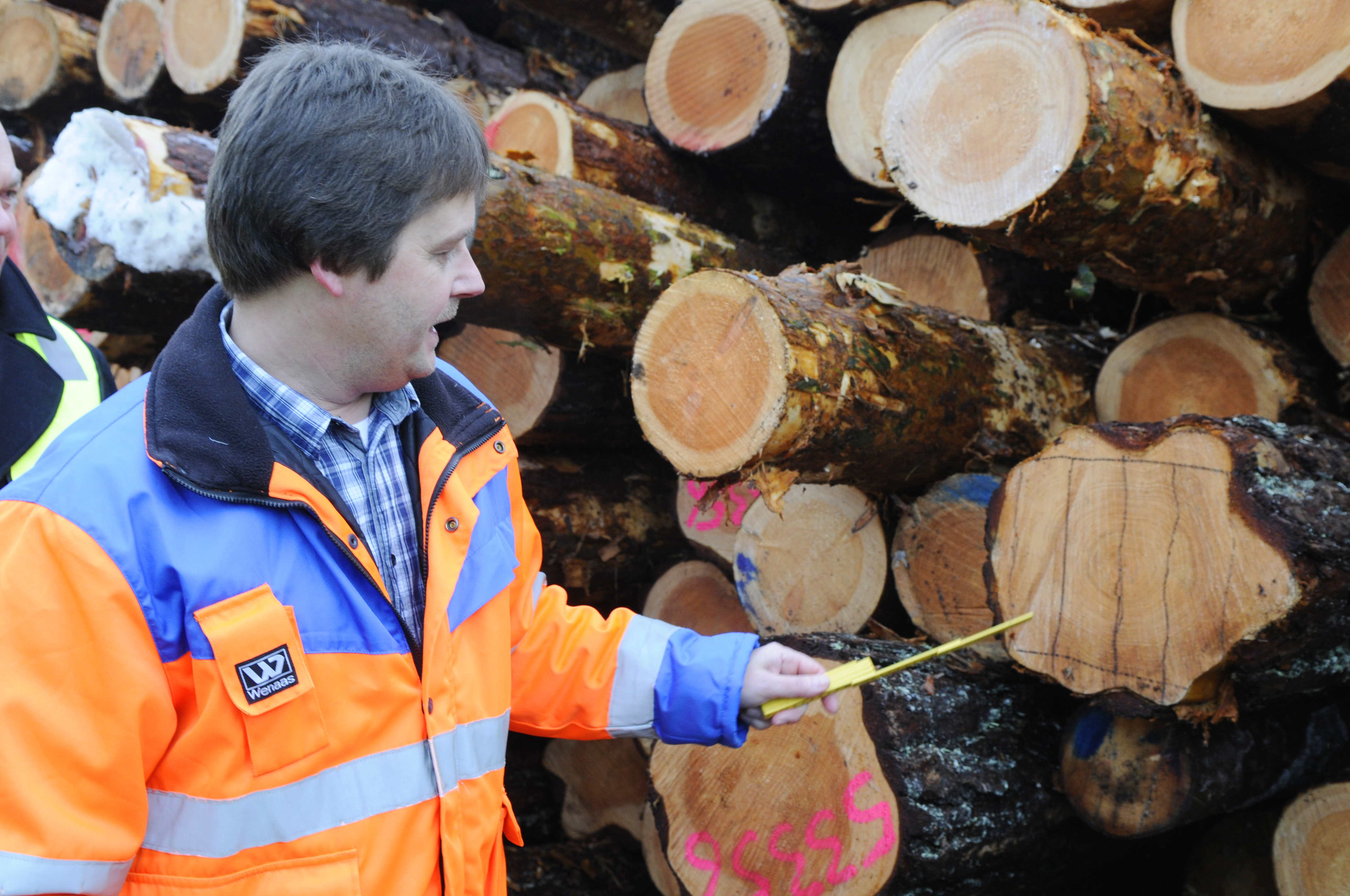 Hver stokk blir vurdert og målt Foto: Nina Granlund Sæther