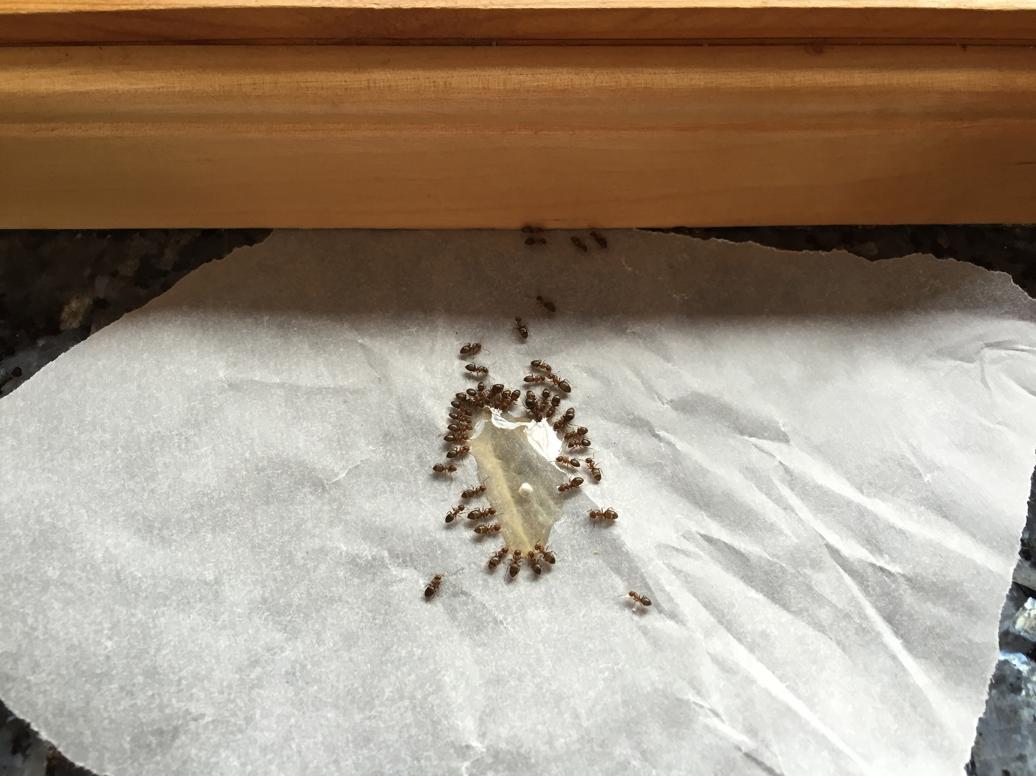 Maur i boligen kan indikere fukt