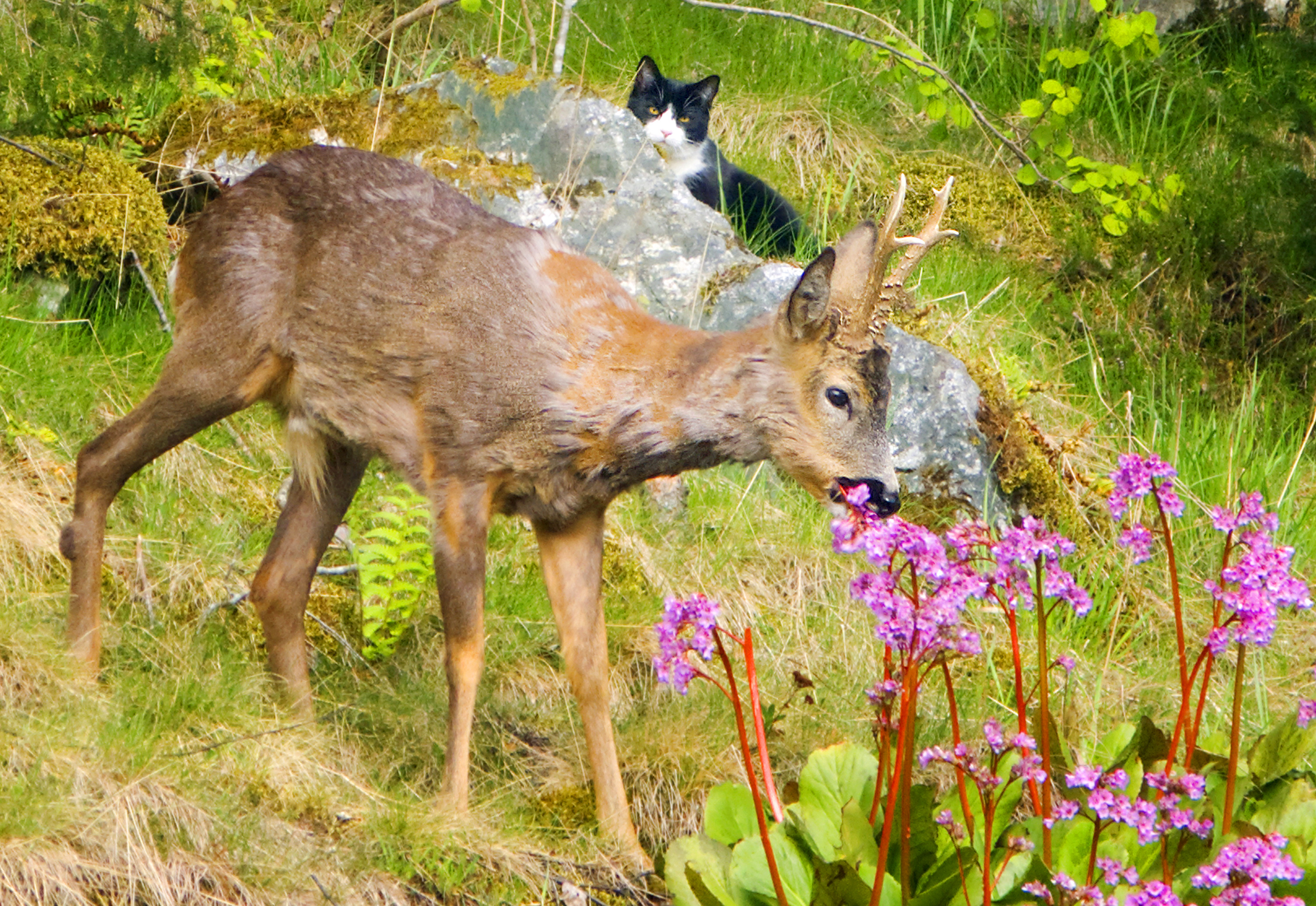 Rådyr er vakre, men blomsterbedene vil vi ha for oss selv Foto: Heiko Junge/NTB Scanpix