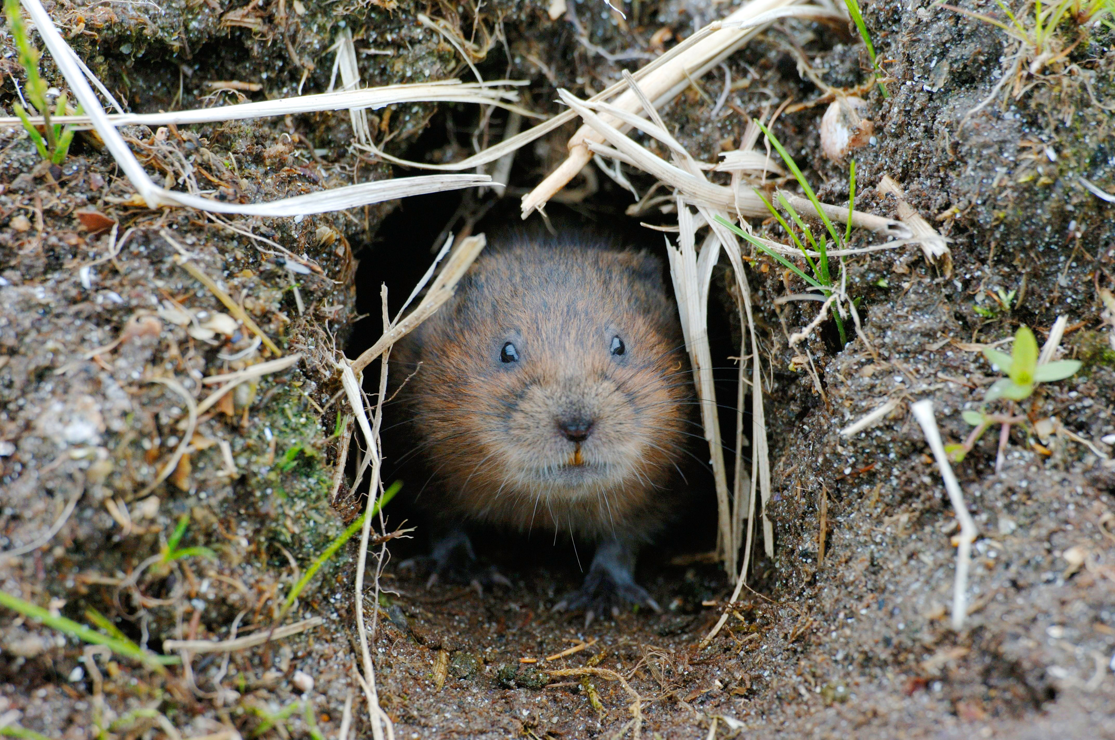 Finn ut hvor gangene er, og sett feller om høsten Foto: Erlend Haarberg / NTB Scanpix