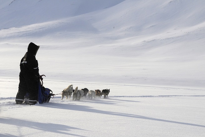 På sledetur med hund i storslått og hvitt landskap.