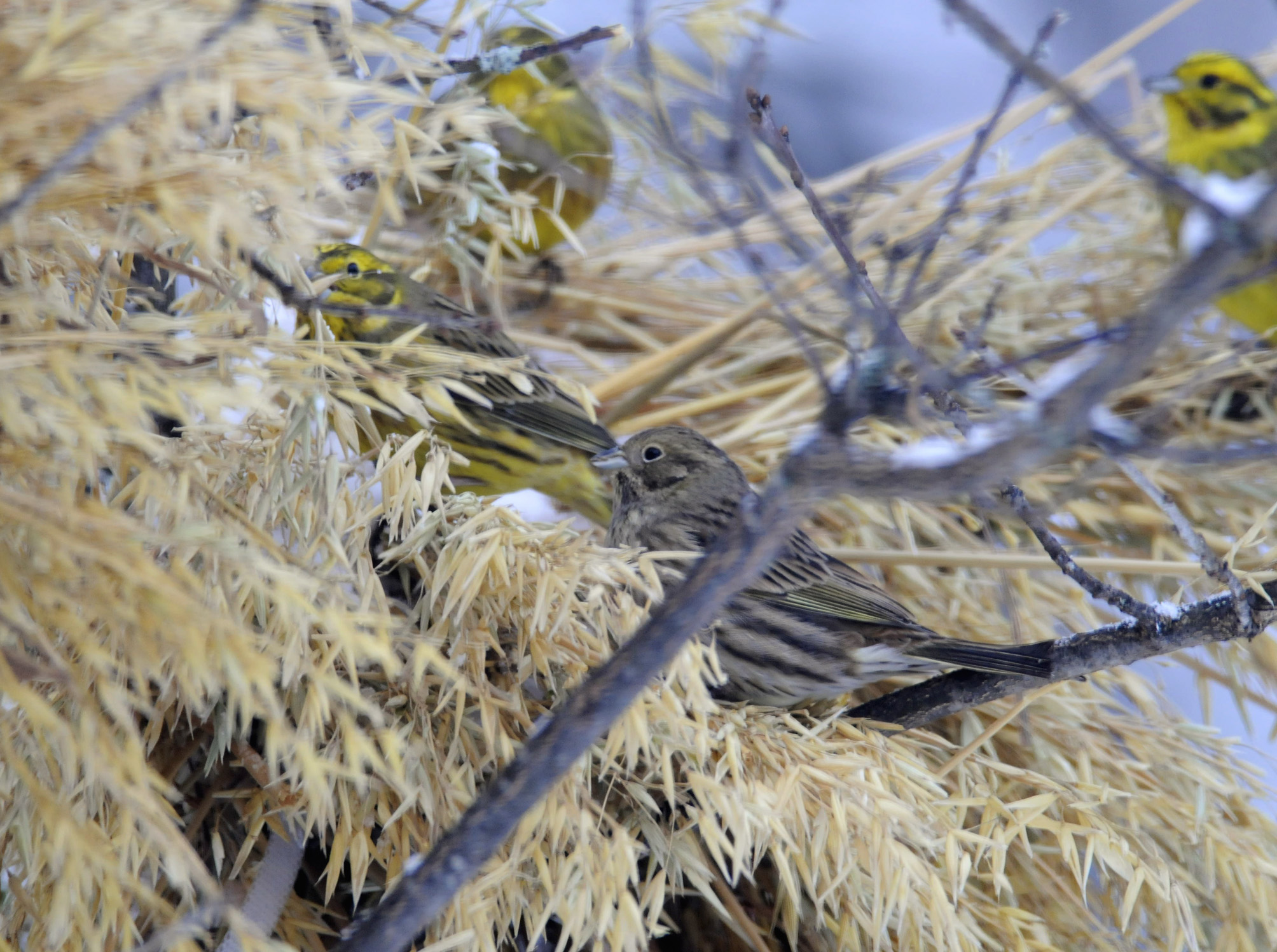 Ifølge mange julekort er det dompapen som oppsøker juleneket, men det er ikke riktig. Den vanligste gjesten i neket er, som her, gulspurven. Andre som også gjerne besøker neket er gråspurv, pilfink og duer. 