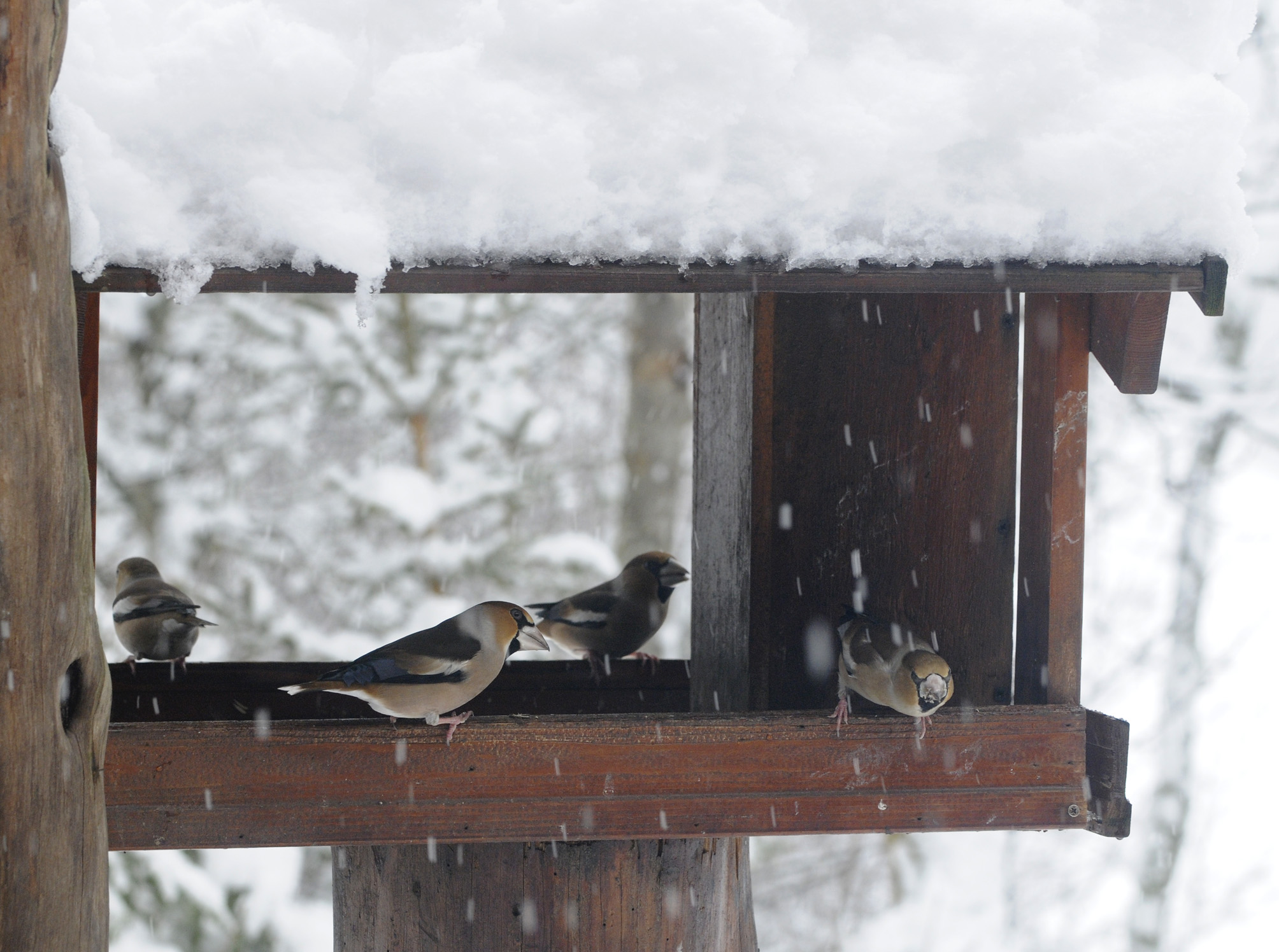 F&ocirc;ringsbrett b&oslash;r ha tak over for &aring; beskytte maten mot regn og sn&oslash;. &Aring;pningene p&aring; sidene m&aring; v&aelig;re s&aring; store, som her, at fuglene har god utsikt og kan oppdage eventuelle fiender. Fuglene p&aring; brettet er kjernebitere.