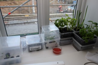 Grønnsakene plantes i pallekarmer når været tillater det