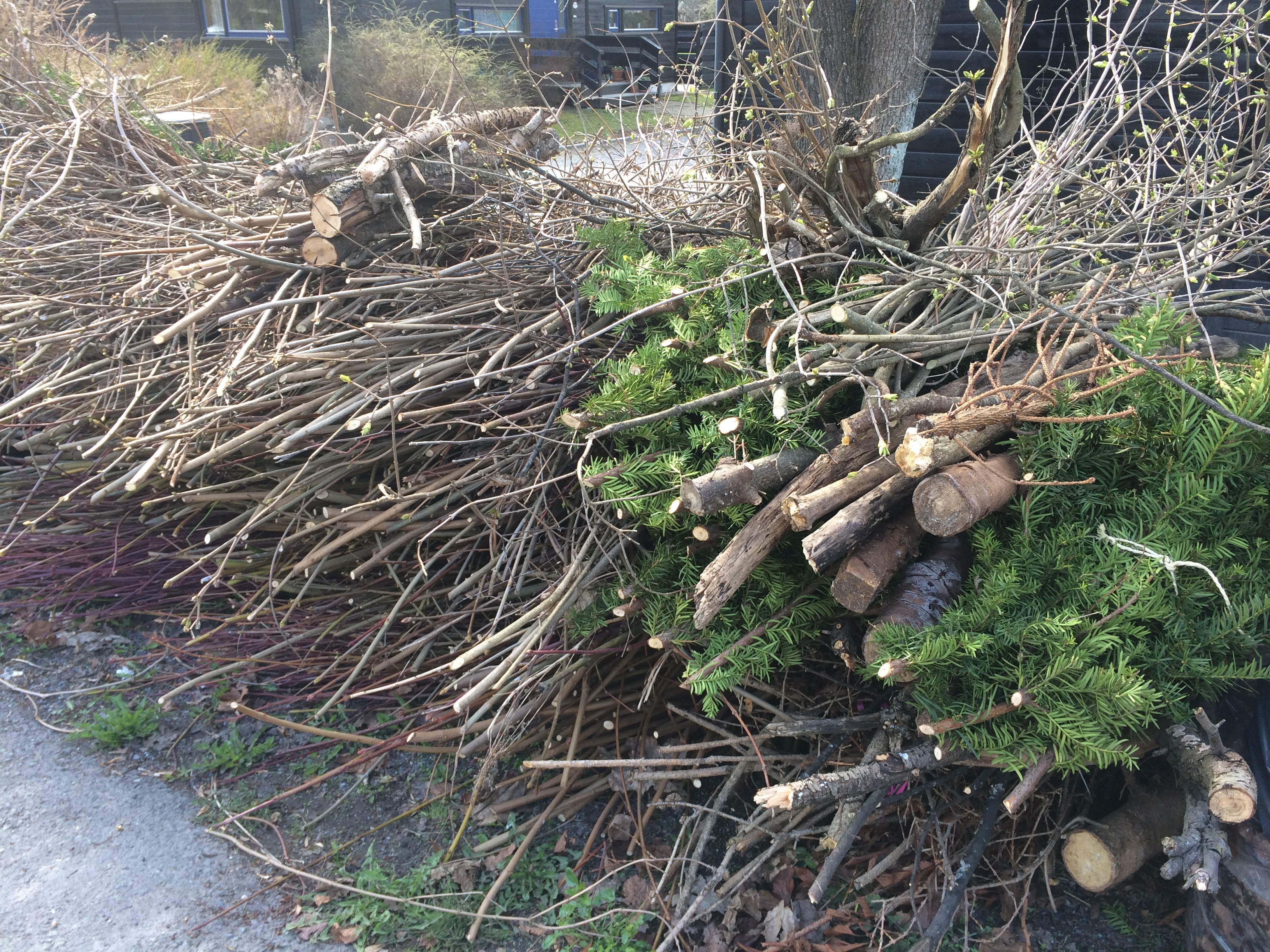 KVIST: Hva gjør man med all kvisten om våren? Noen områder har innsamling, men stadig flere kjøper kompostkvern for å male den opp. Brenning er stort sett forbudt i tettbygde områder. 