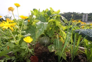 Det er utrolig hva som kan trives i en pallekarm