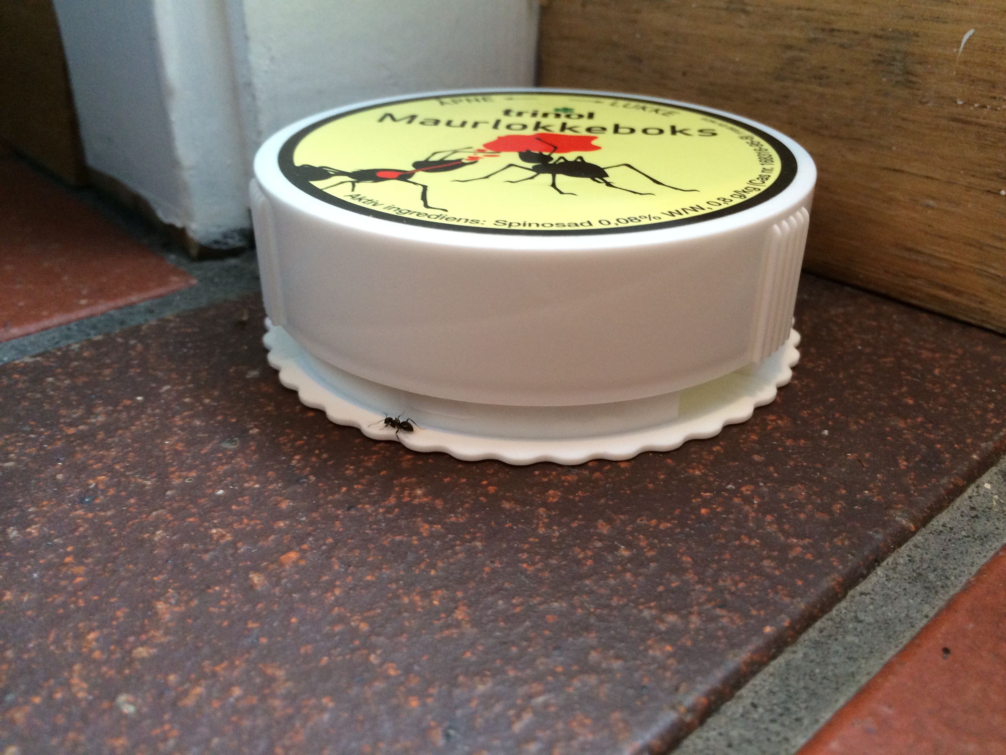 EFFEKTIVT: Forgiftet åte er effektivt mot maur. Foto: Rikke Åserud.