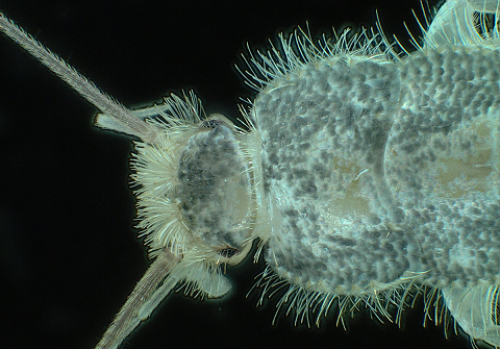 SKJEGGKRE: En stadig vanligere gjest i norske hjem. Foto: Mycoteam. 