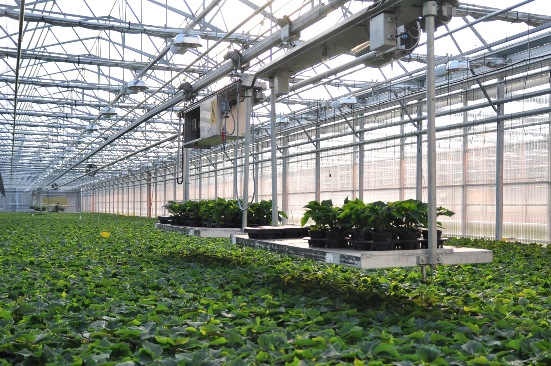 Julestjerner i veksthus f&oslash;r korttidsbehandling.