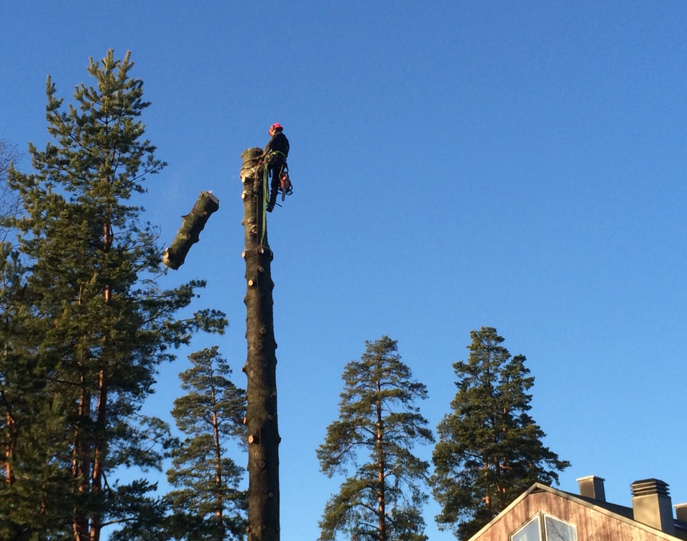 Trefelling. Foto: Rikke Åserud.