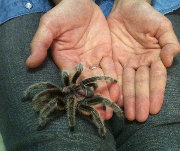 SMÅKRYP: Gjennom årtusener har vi lært oss å frykte småkryp.